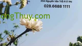 [ video ] TỲ HƯU THU HÚT TÀI LỘC CHO MỌI NHÀ