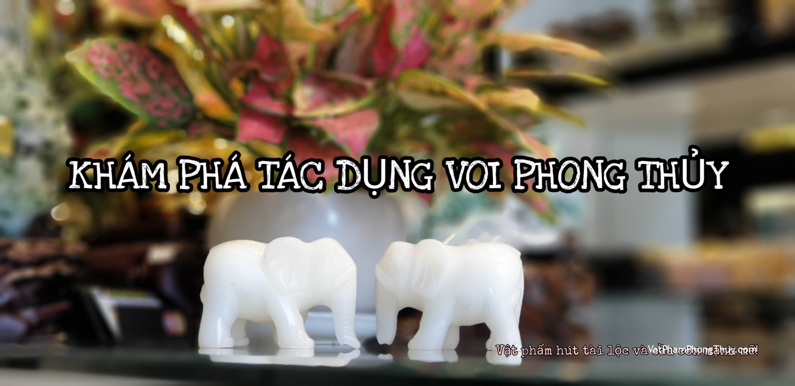 Khám phá voi phong thủy - vật phẩm hút tài lộc và cầu con mạnh mẽ| Ep22 [Tỉ Tỉ Chuyện Phong Thủy]