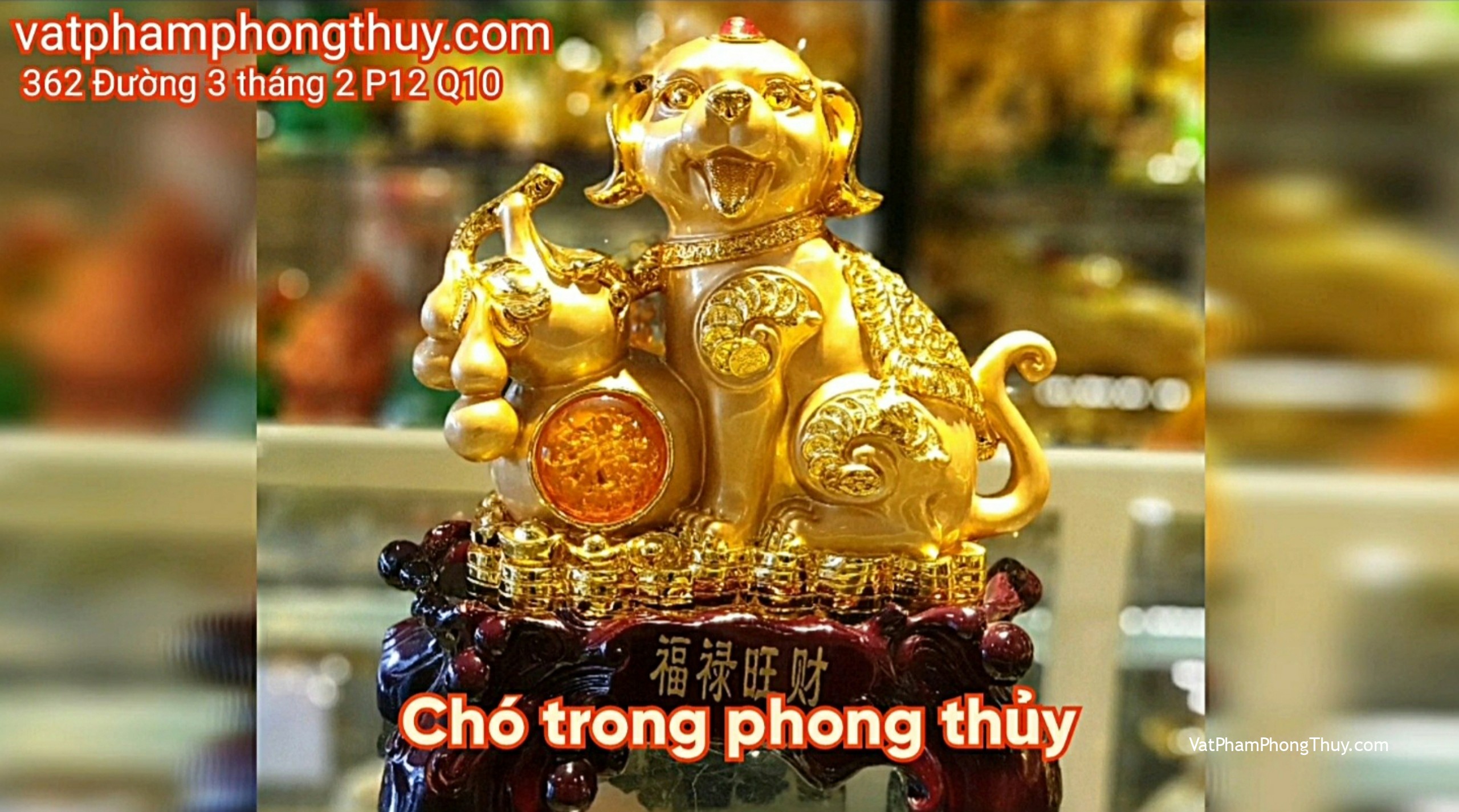 Tuổi nào nên sở hữu nên trưng bày Tượng Chó phong thủy???